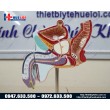 Mô hình bệnh lý hệ sinh dục nam giới